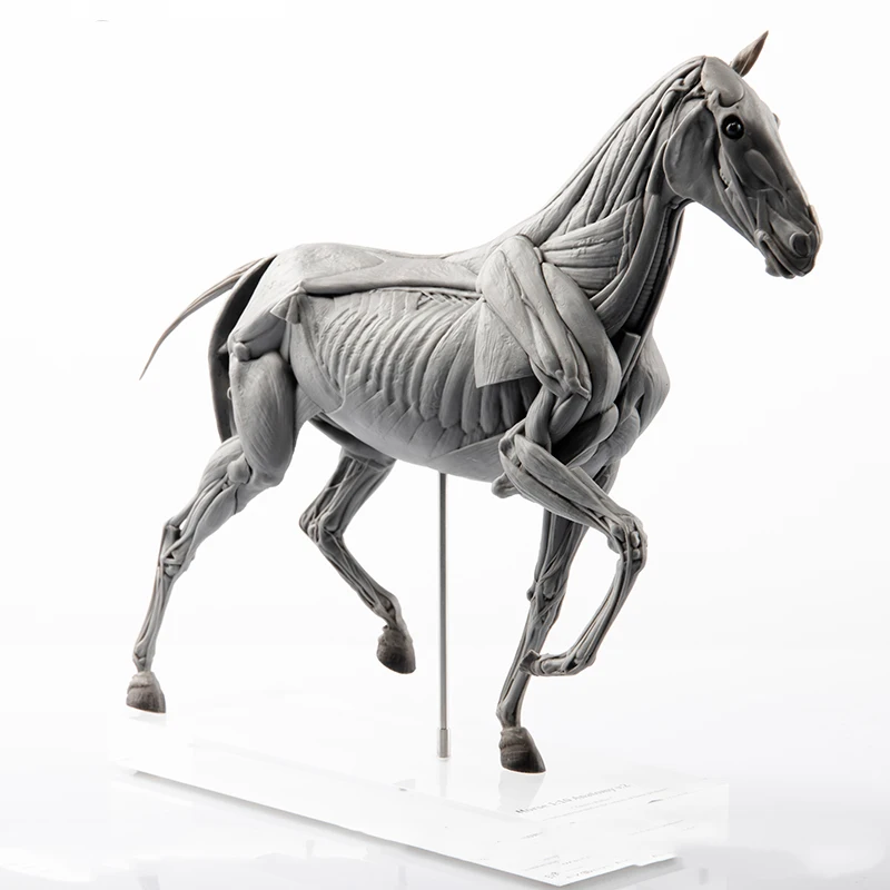 Resin Art Decoration Items - Modelo de anatomia muscular de cavalo