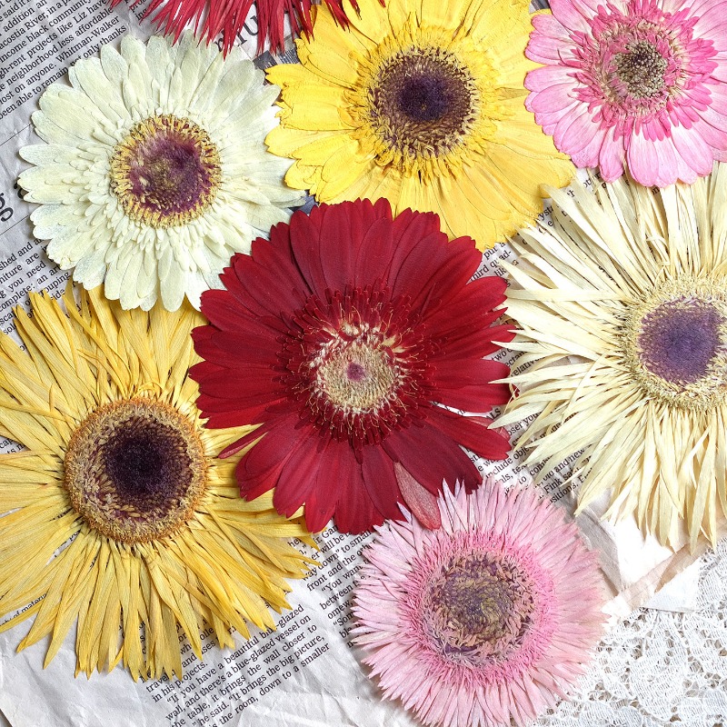 Resin Art Sticker - 1 peça/7-9cm, gerbera prensada flores secas