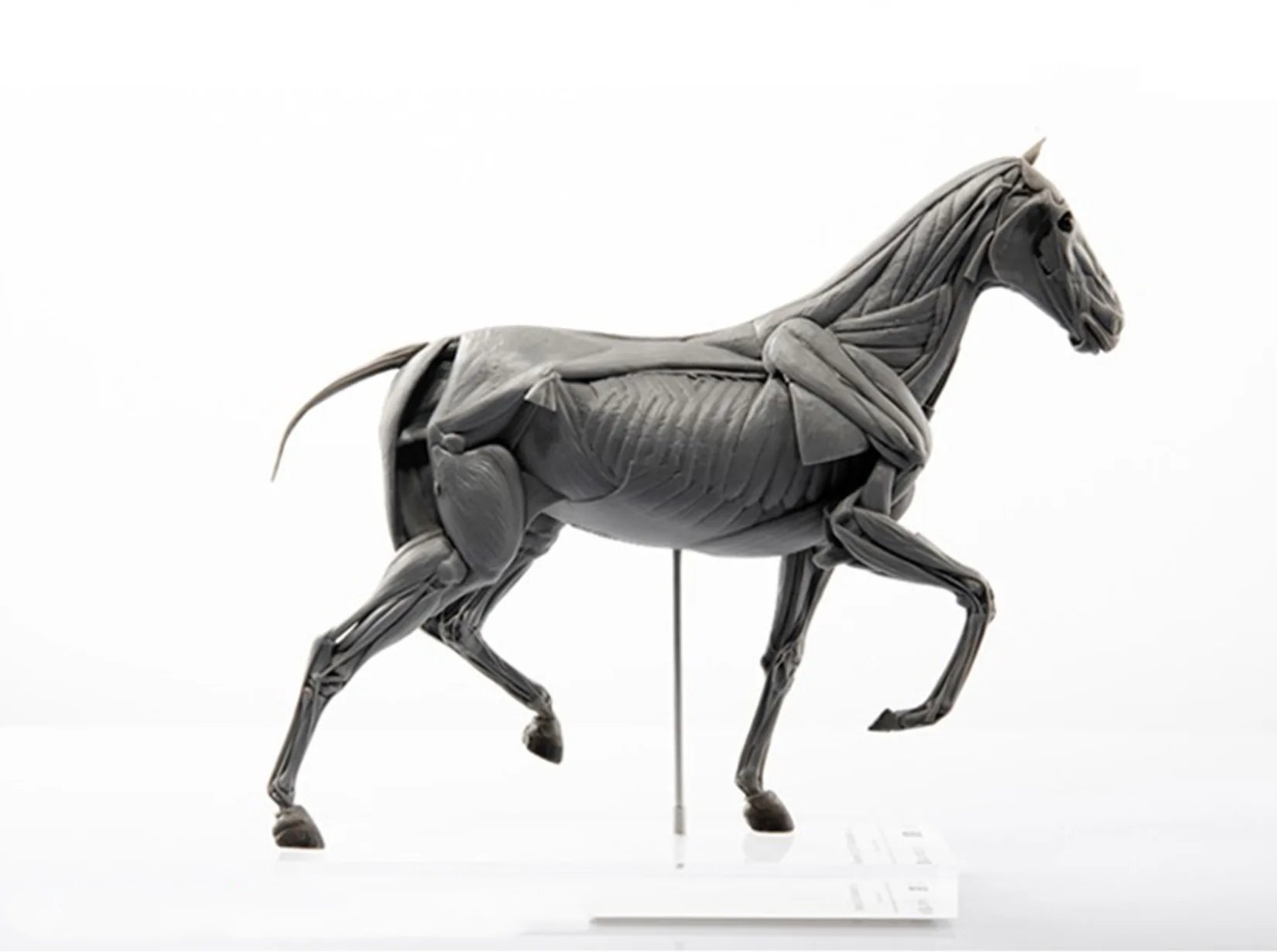 Modelo de anatomia muscular de - Resin Art Decoration Items avaliação e preço