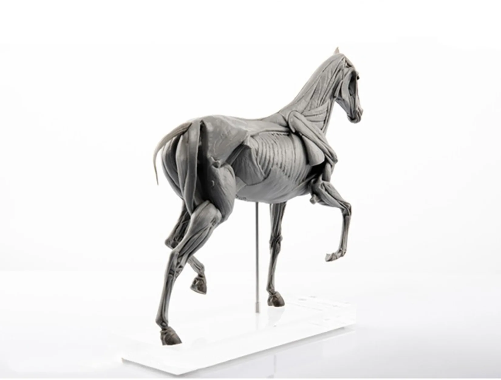 Modelo de anatomia muscular de - Resin Art Decoration Items avaliação e preço