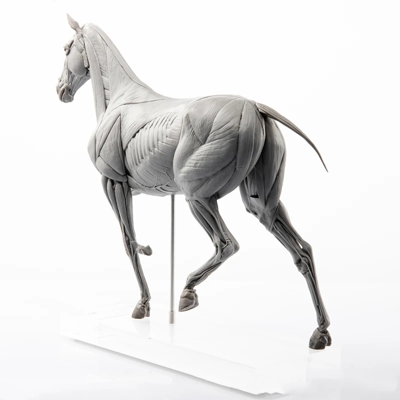 Modelo de anatomia muscular de - Resin Art Decoration Items avaliação e preço
