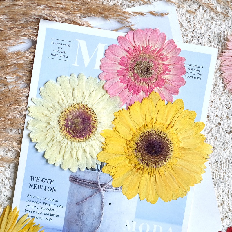 1 peça/7-9cm, gerbera prensada - Resin Art Sticker avaliação e preço