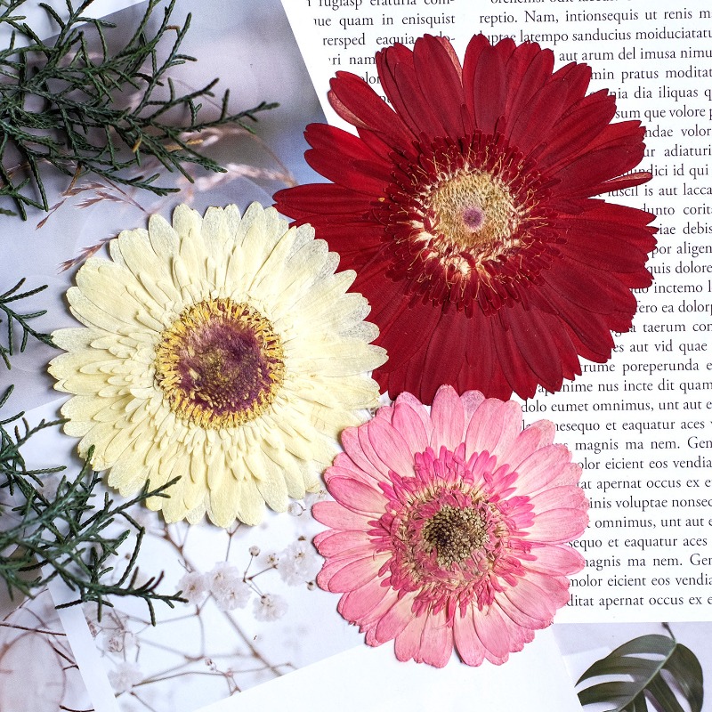 1 peça/7-9cm, gerbera prensada - Resin Art Sticker avaliação e preço