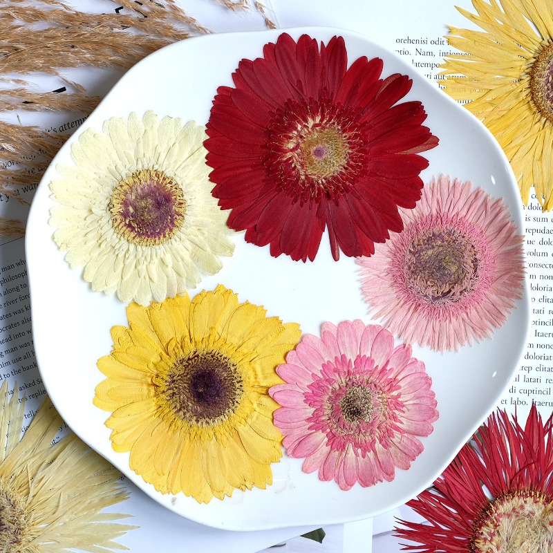 1 peça/7-9cm, gerbera prensada - Resin Art Sticker avaliação e preço